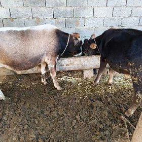 öküz