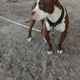 Pitbull Bulli Güjük it