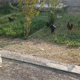 tawuk ordek