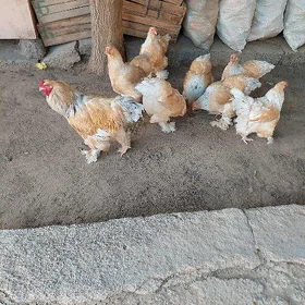 brama yumurta