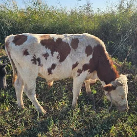 simmental okuzçe