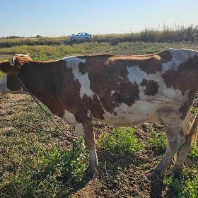 simmental bogaz gaçar