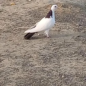 Kepderi