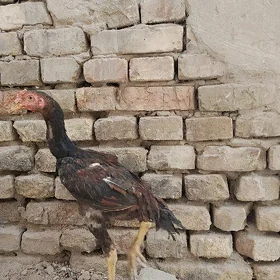 baysow