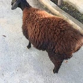 Goÿun