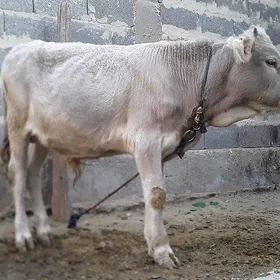 Öküzçe