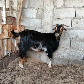geçi