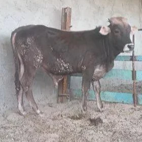 Arassa şwes öküz