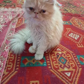 персидский котенок