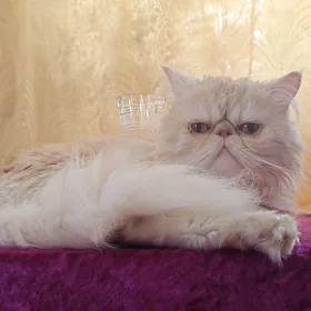 персидский кот