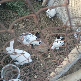 towşan