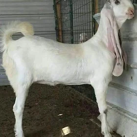 geci pakistan
