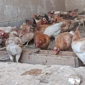 Towuklar