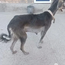 тазы
