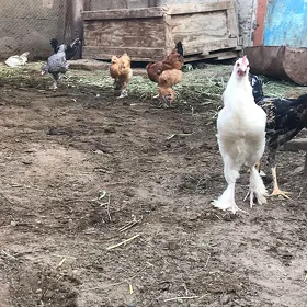 Paroda juyje