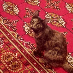 Söz yok pisik
