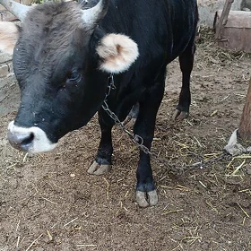 göle öküz