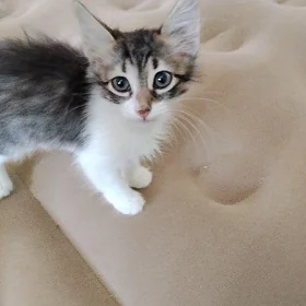 кошка