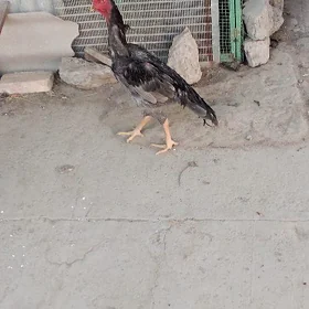 baysow horaz
