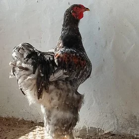 brama horaz🐓🐓