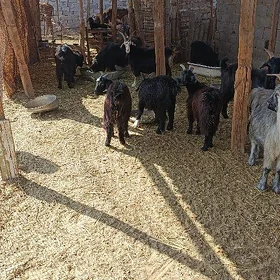 Geşi