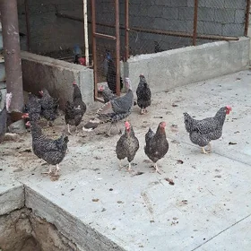 towuk atakys