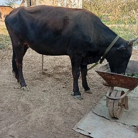 Bogaz sygyr