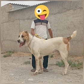 alabaŷ