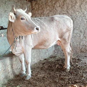 sygyr baklan