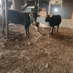 öküz