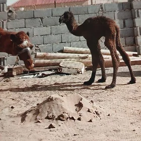 Köşekli duye