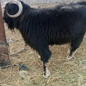geci-Teke