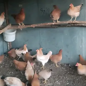 Towuk 🐔