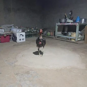 türk , horaz