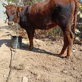 Tüwe, göle