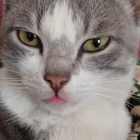 котёнок, кошка, пишик