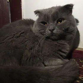 Шотландский Вислоухий