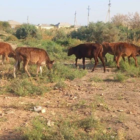 Göle ökuzçe