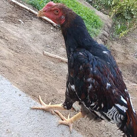 horaz