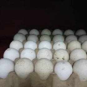 yumurtga
