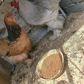 Brama juyje