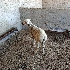 Goýun