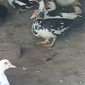 indutka ordek