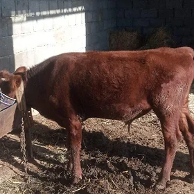 öküz