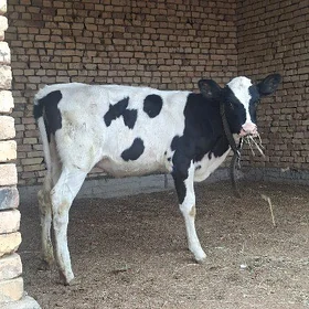 Goliştin göle arassa