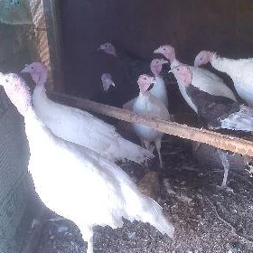 şu ýylky induklar