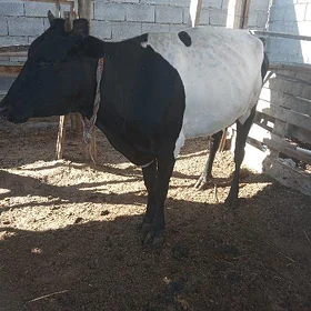 goleli sygyr