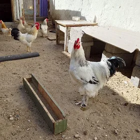brama towuk horoz