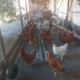 tovuk