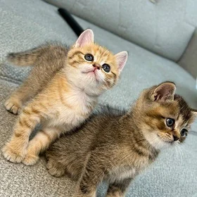 котята